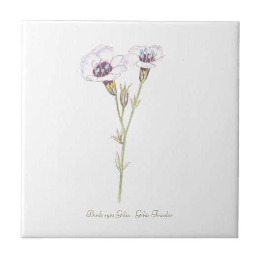 バードズアイズジリアの水色 タイル (正面)