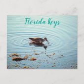 バードズ食べ物を与えズアットサンセット鍵西フロリダ ポストカード (正面)