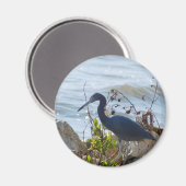 バードバイザベイリトルブルーヘロンセーフティハーバー マグネット (正面/裏面)
