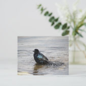 バードバスはがき ポストカード (スタンド正面)