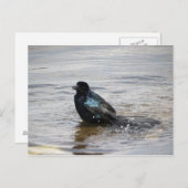 バードバスはがき ポストカード (正面/裏面)