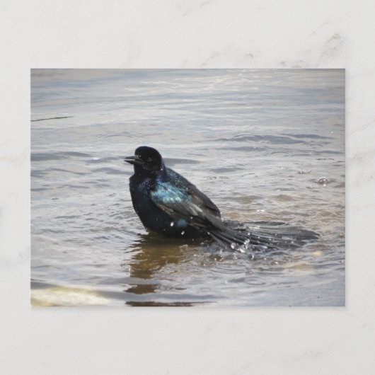 バードバスはがき ポストカード (正面)