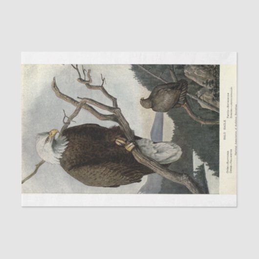 バードバルトイーグルエフエメラデクページ 薄葉紙 (正面)