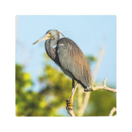 バードパーフェクト12 x 12メタルウォールアート メタルプリント