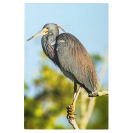 バードパーフェクト24 x 36メタルウォールアート メタルプリント