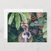 バードフィーダを襲撃するアライグマ ポストカード (正面/裏面)