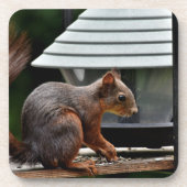 バードフィーダーでのリス コースター (正面)