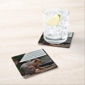 バードフィーダーでのリス スクエアペーパーコースター (インサイチュ)