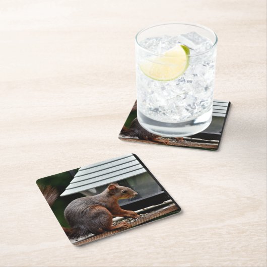 バードフィーダーでのリス スクエアペーパーコースター (インサイチュ)