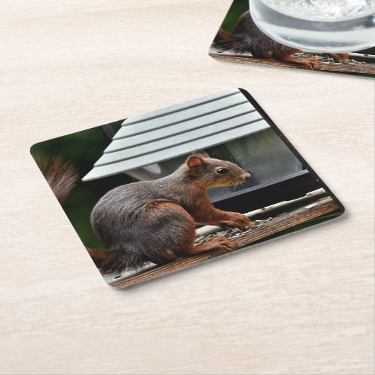 バードフィーダーでのリス スクエアペーパーコースター (アングル)