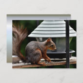 バードフィーダーでのリス ポストカード (正面/裏面)