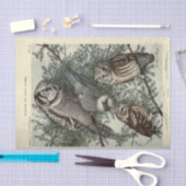 バードフイルズエフエメラデクページヴィンテージ 薄葉紙 (クラフト)