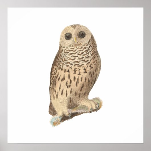 バードフクロウ ポスター (正面)