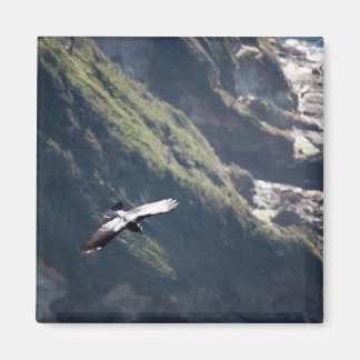 バードフライ磁石 マグネット