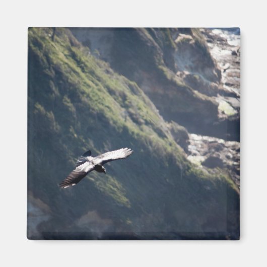 バードフライ磁石 マグネット (正面)