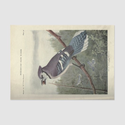 バードブルージェイEphemera Decompageヴィンテージ 薄葉紙 (正面)