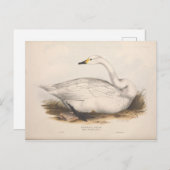 バードホワイトスワンエフェメラデコパージュヴィンテージアート ポストカード (正面/裏面)