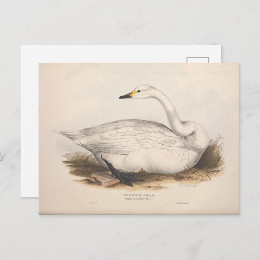 バードホワイトスワンエフェメラデコパージュヴィンテージアート ポストカード (正面/裏面)