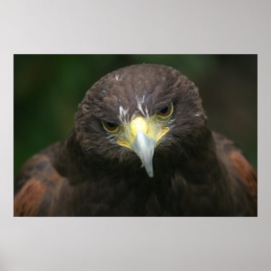 バードポスター13 ポスター (正面)