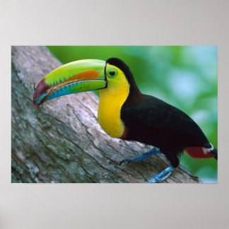 バードポスター16 ポスター