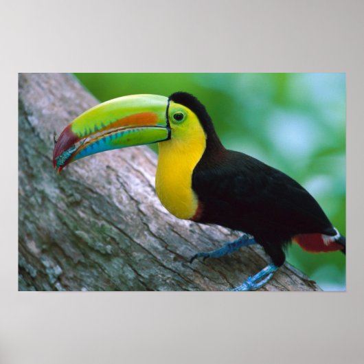 バードポスター16 ポスター (正面)