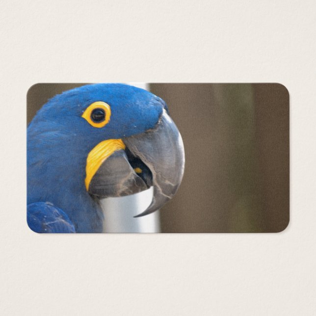 バードマカオブルー動物ペット運命の人 (正面)