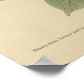 バード、アメリカ、カロライナ・タートル鳩、オードボン、ヴィント ポスター (角)