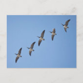 バーナクルゲーゼ ポストカード (正面)