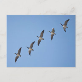 バーナクルゲーゼ ポストカード