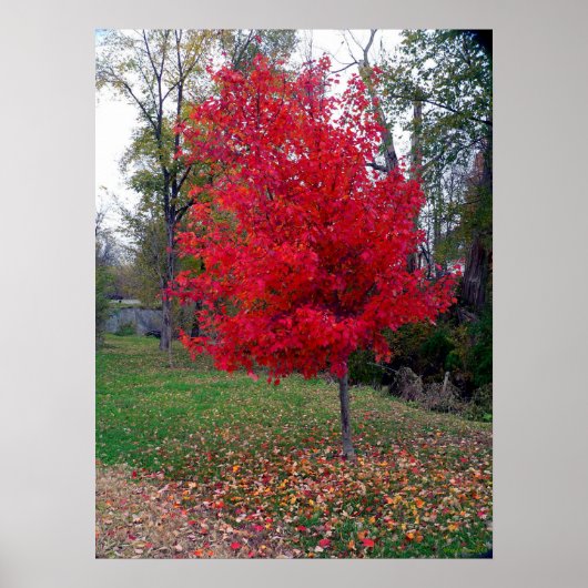 バーニングブッシュのポスター ポスター (正面)