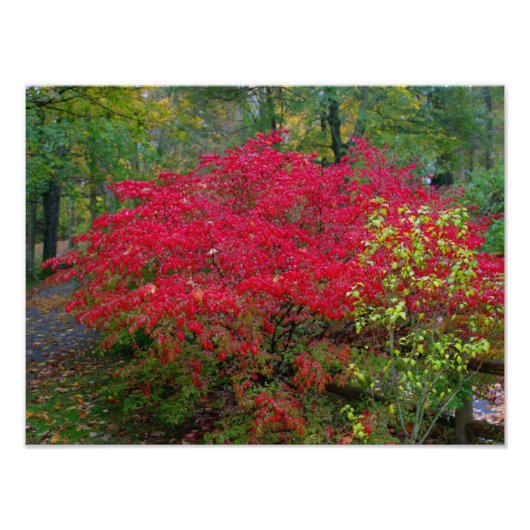 バーニングブッシュ フォトプリント            (正面)