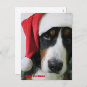 バーニーズマウンテンドッグ クリスマスカード シーズンポストカード (正面/裏面)