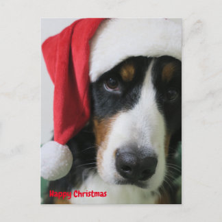 バーニーズマウンテンドッグ クリスマスカード シーズンポストカード