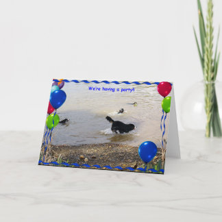 バーニーズ・マウンテン・ドッグのパーティー カード