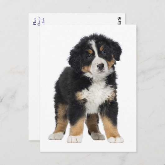 バーニーズ・マウンテン・ドッグ こんにちは 愛すみません ありがとう ポストカード (正面/裏面)