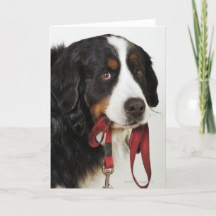 バーニーズ・マウンテン・ドッグ(Berner Sennenhund)との カード