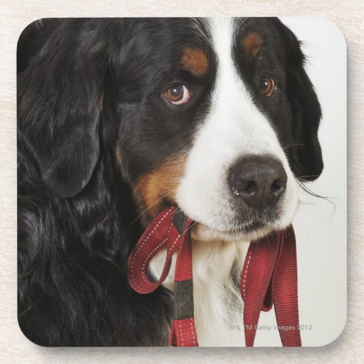 バーニーズ・マウンテン・ドッグ(Berner Sennenhund)との コースター (正面)
