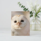 バーニー・ザ・バーンドウル ポストカード (スタンド正面)