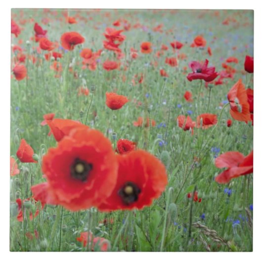 バーノンのケシ分野 タイル (正面)