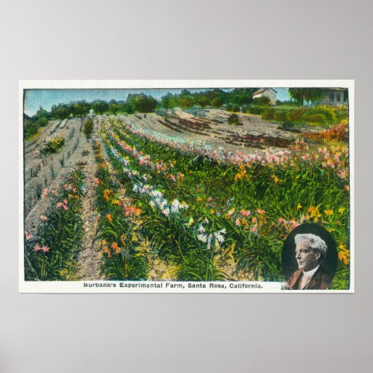 バーバンクス実験農場の空中眺め ポスター (正面)