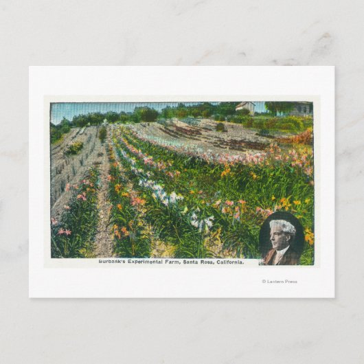 バーバンクス実験農場の空中眺め ポストカード (正面)