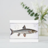 バーベル（キプロヌス・バルバス）プレート18世 ポストカード (スタンド正面)