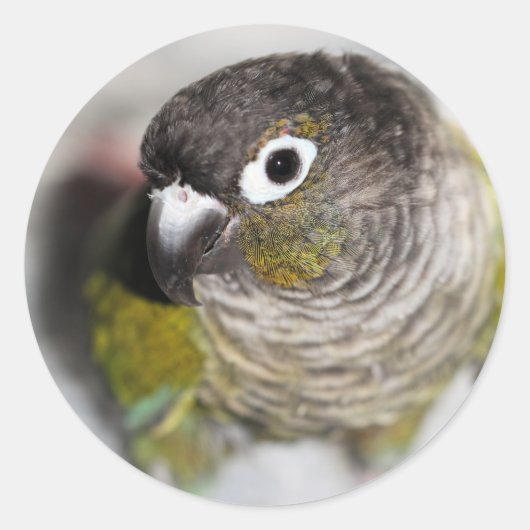 バーベル ラウンドシール (正面)