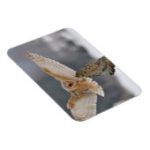 バームフクロウがスパイクに着陸 マグネット (右側)