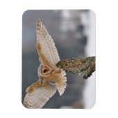 バームフクロウがスパイクに着陸 マグネット (縦)