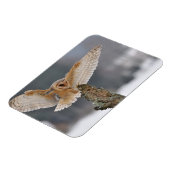 バームフクロウがスパイクに着陸 マグネット (左側)