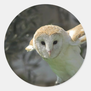 バームフクロウのシール ラウンドシール