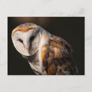 バームフクロウの目 ポストカード