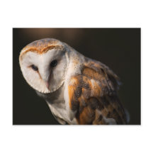 バームフクロウの目