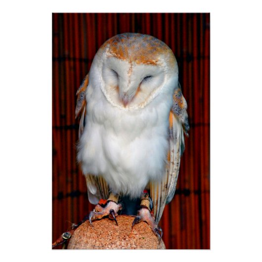 バームフクロウTyto Alba Bird Of Prey ポスター (正面)